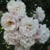 Rosier Grimpant Blush Noisette -Jardin De Fleurs Magasin 3914604645 75fd68907d o 20rosier blush noisette 771438 1