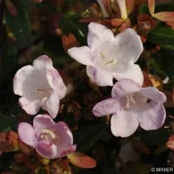 Abelia Petite GardenÂ® Minedward