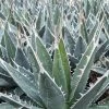 Agave Kerchovei -Jardin De Fleurs Magasin AGAVE kerchovei IF 18989 1
