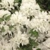 Azalée Du Japon Schneewittchen - Rhododendron Hybride 3 Azalée Du Japon Schneewittchen - Rhododendron Hybride -Jardin De Fleurs Magasin AZALEE JAP SCHNEEWITTCHEN Copyright Minier 7832 1