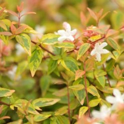 AbÃ©lia Grandiflora KalÃ©idoscope