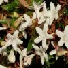 Abelia Grandiflora Sherwood -Jardin De Fleurs Magasin Abelia grandiflora Sherwood 1000132 1