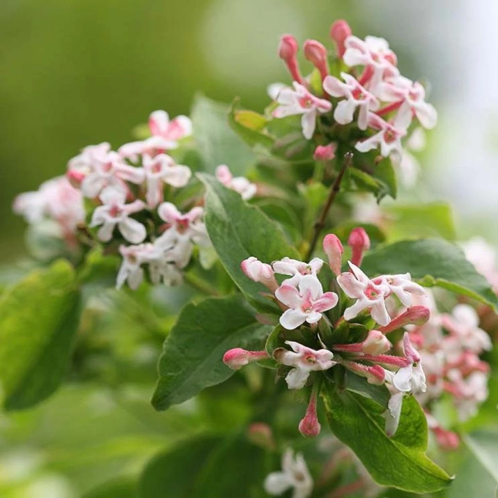 Abelia Mosanensis Sweet Emotion 1 Abelia Mosanensis Sweet Emotion