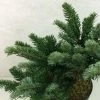 Abies Amabilis Spreading Star - Sapin Gracieux Nain -Jardin De Fleurs Magasin Abies amabilis Spreading Star 607002 1