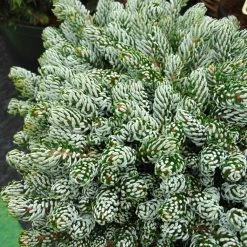 Abies Koreana Kohout's IcebreakerÂ® - Sapin De CorÃ©e Nain