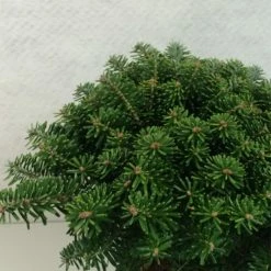 Sapin De CorÃ©e - Abies Koreana Tundra