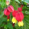 Abutilon Megapotamicum - Abutilon Du Grand Fleuve. -Jardin De Fleurs Magasin Abulilon megapotamicum 83213 1