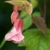 Abutilon Pink Charm -Jardin De Fleurs Magasin Abutilon Pink Charm V 18700 1