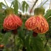 Abutilon Striatum Redvein -Jardin De Fleurs Magasin Abutilon redvein IF 17337 1
