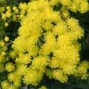 Mimosa - Acacia Dealbata -Jardin De Fleurs Magasin Acacia dealbata 84794 1