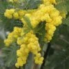 Acacia Dealbata Gaulois Astier GREFFE - Mimosa Des Fleuristes 3 Acacia Dealbata Gaulois Astier GREFFE - Mimosa Des Fleuristes -Jardin De Fleurs Magasin Acacia dealbata Gaulois Astier GREFFE 85885 1