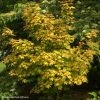 Erable Hybride - Acer X Orientalia Minorient -Jardin De Fleurs Magasin Acer X ORIENTALIA Minorient 83936 1