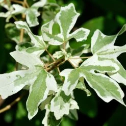 Erable ChampÃªtre - Acer Campestre Carnival