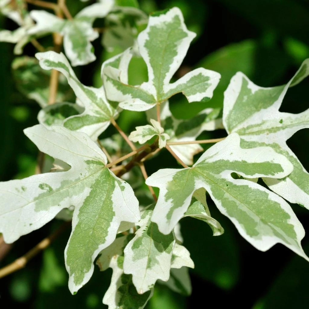 Erable Champêtre - Acer Campestre Carnival 1 Erable Champêtre - Acer Campestre Carnival