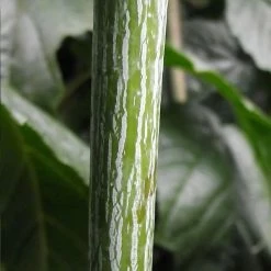 Acer Conspicuum Silver Vein - Erable Ã  Peau De Serpent