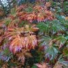 Ã‰rable Du Japon - Acer Japonicum Aconitifolium En Pot De 4/5L -Jardin De Fleurs Magasin Acer japonicum Aconitifolium ld wlcutler 781545 1
