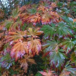 Ã‰rable Du Japon - Acer Japonicum Aconitifolium En Pot De 4/5L