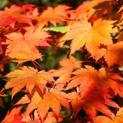Ã‰rable Du Japon - Acer Japonicum Vitifolium