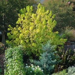 Ã‰rable Ã  Feuille De FrÃªne DorÃ© - Acer Negundo Kelly's Gold