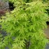 Ã‰rable Du Japon - Acer Palmatum Anne Irene -Jardin De Fleurs Magasin Acer palmatum Anne Irene 1000422 1 1
