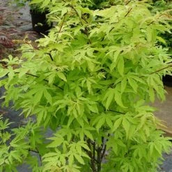 Ã‰rable Du Japon - Acer Palmatum Anne Irene