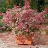 Ã‰rable Du Japon Beni Maiko - Acer Palmatum -Jardin De Fleurs Magasin Acer palmatum Beni Maiko 89578 1