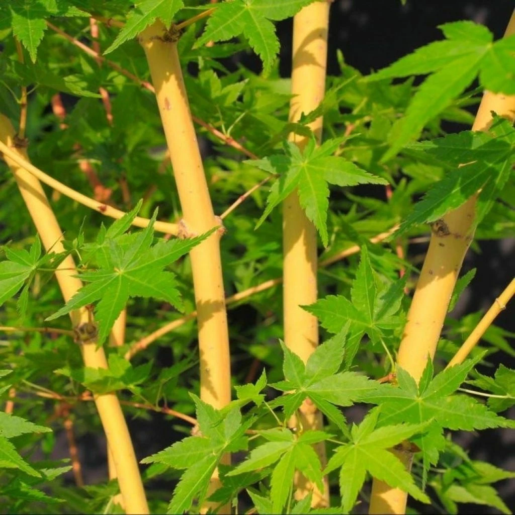 Érable Du Japon Bi Hoo - Acer Palmatum 1 Érable Du Japon Bi Hoo - Acer Palmatum