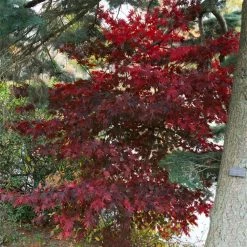 Ã‰rable Du Japon - Acer Palmatum Bloodgood