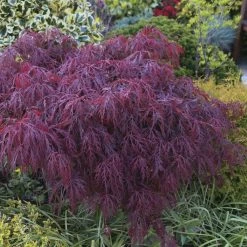 Ã‰rable Du Japon - Acer Palmatum Crimson Queen