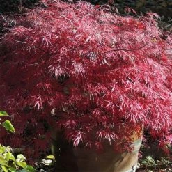 Ã‰rable Du Japon - Acer Palmatum Dissectum Firecracker
