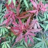 Ã‰rable Du Japon Jerre Schwartz - Acer Palmatum -Jardin De Fleurs Magasin Acer palmatum Jarre Schwartz 89581 1