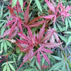 Ã‰rable Du Japon Jerre Schwartz - Acer Palmatum