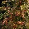 Ã‰rable Du Japon - Acer Palmatum Katsura -Jardin De Fleurs Magasin Acer palmatum Katsura 83921 1