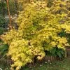 Acer Palmatum Orange Dream -Jardin De Fleurs Magasin Acer palmatum Orange Dream copyright 7815502 1