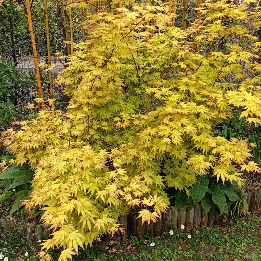 Acer Palmatum Orange Dream 1 Acer Palmatum Orange Dream