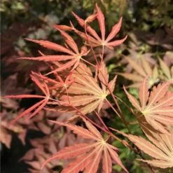 Ã‰rable Du Japon - Acer Palmatum Orange Flame