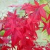 Ã‰rable Du Japon - Acer Palmatum Redwine