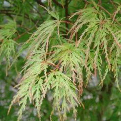 Ã‰rable Du Japon - Acer Palmatum Seiryu
