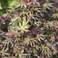 Ã‰rable Du Japon - Acer Palmatum Trompenburg