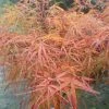 Erable Du Japon - Acer Palmatum Villa Taranto