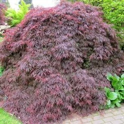 Acer Palmatum Dissectum Atropurpureum - Ã‰rable Du Japon