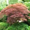 Ã‰rable Du Japon - Acer Palmatum Dissectum Garnet -Jardin De Fleurs Magasin Acer palmatum ld Line 1 7587 2