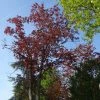 Acer Platanoides Royal Red - Ã‰rable Plane -Jardin De Fleurs Magasin Acer pseudoplatanus Royal Red 87178 1