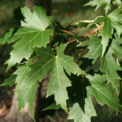 Acer Saccharinum Laciniatum Wieri - Ã‰rable ArgentÃ©