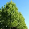 Acer Saccharinum Pyramidale - Ã‰rable ArgentÃ©