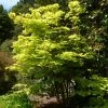 Ã‰rable Du Japon - Acer Shirasawanum Aureum -Jardin De Fleurs Magasin Acer shirasawanum Aureum ld wlcutler 781553 1