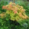 Ã‰rable Du Japon - Acer Shirasawanum Autumn Moon -Jardin De Fleurs Magasin Acer shirasawanum Autumn moon 83917 1