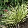 Acorus Gramineus Variegata - Jonc Japonais PanachÃ© -Jardin De Fleurs Magasin Acorus gramineus Variegata 83306 1 2