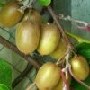 Kiwi Hayward (femelle) - Actinidia Deliciosa -Jardin De Fleurs Magasin Actinidia Deliciosa Hayward femelle 781291 1