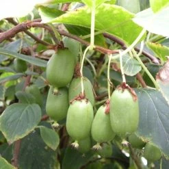 Kiwi Arguta Issai (autofertile) - KiwaÃ¯ - Actinidia Arguta